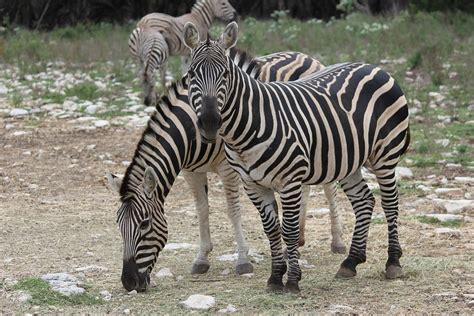 Zebra Animal Wild · Free Photo On Pixabay