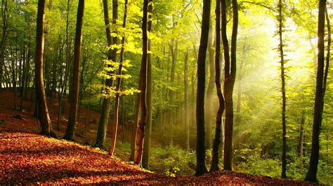 forest, Trees, Nature, Landscape, Tree Wallpapers HD / Desktop and ...