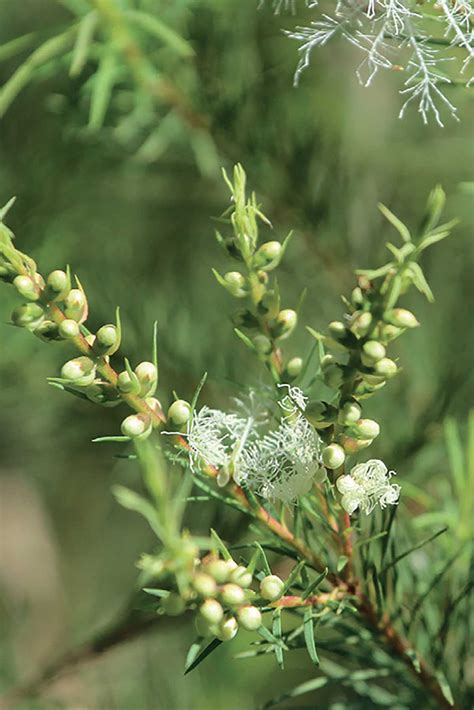 Melaleuca Alternifolia Australian Tea Tree Plants A Z The