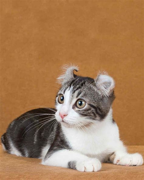 American Curl Cat Is A Breed Of Cat Characterized By Its Unusual Ears