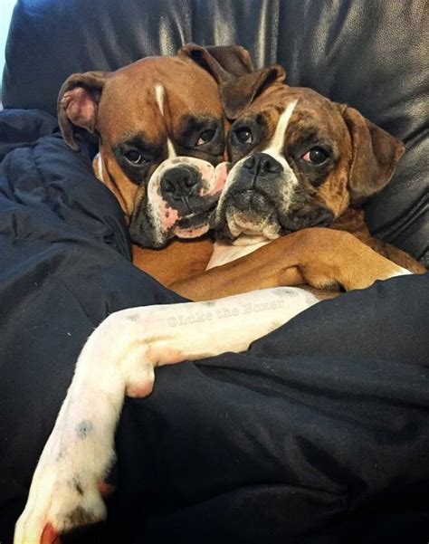 16 Reasons Boxers Are Not The Friendly Dogs Everyone Says