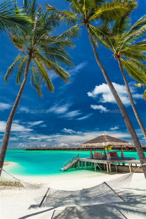 When you're looking to enhance your living space or work environment with plants and garden décor, you'll want something that will bring lasting enjoyment. Hammock between palm trees on a tropical beach, Maldives Stock Photo by mvaligursky