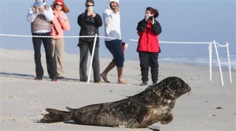 Gray Seal Released By Riverhead Foundation For Second Time In Six
