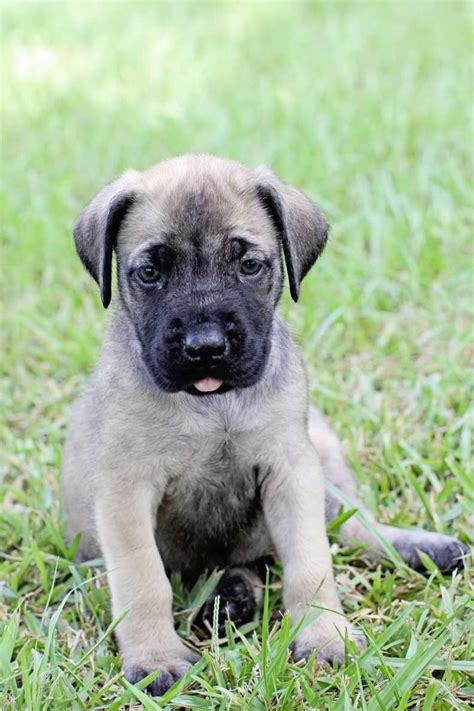 Find local mastiff puppies for sale and dogs for adoption near you. English Mastiff Puppies For Sale In Louisiana | PETSIDI