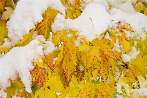 Fresh Snow On Colorful Autumn Leaves Photograph By James Bo Insogna