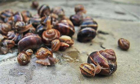 In the evening put some vegetables on the plate on the tank bottom, in the morning you'll see a number of snails there and you can remove them from the tank. How To Get Rid Of Snails In An Aquarium | Guides