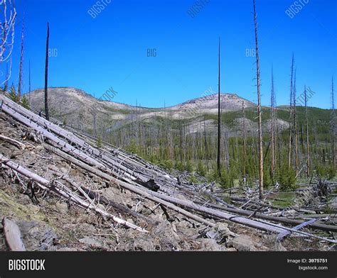 Fallen Forest Image And Photo Free Trial Bigstock