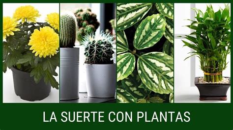 Suerte Con Plantas Que Atraen El Dinero Y Tener En Casa Youtube