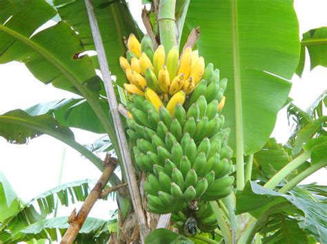 Banana Fruit Indonesia Bali Agricultural Bali Star Island Offers