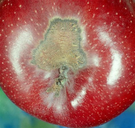 Apple Diseases And Pests Description Uses Propagation