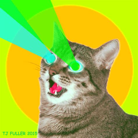 Insane Cat  By Tj Fuller Cat  Funny Cat Videos
