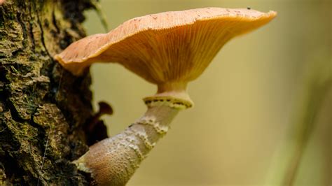 Fotos Gratis Rbol Naturaleza Bosque Madera Fotograf A Hoja