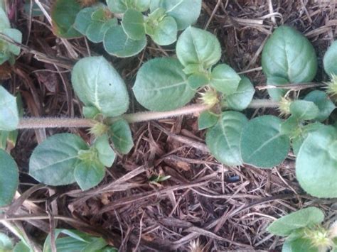 Khaki Weed Khakiweed Matt Chafflower Identification Walter