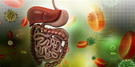 Sistema Digestório O Que è e Como Funciona