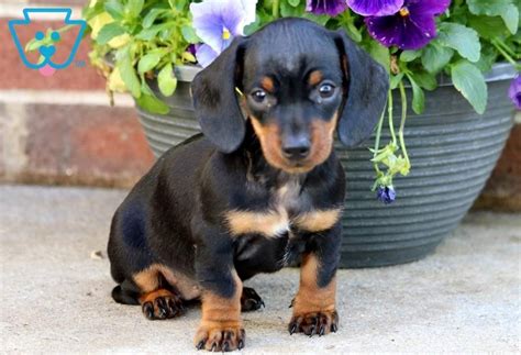 Beautiful bouncing ckc mini dachshund puppy available with lots of kisses these babies have been raised in a home environment with children and oth… Charlotte | Dachshund - Miniature Puppy For Sale ...