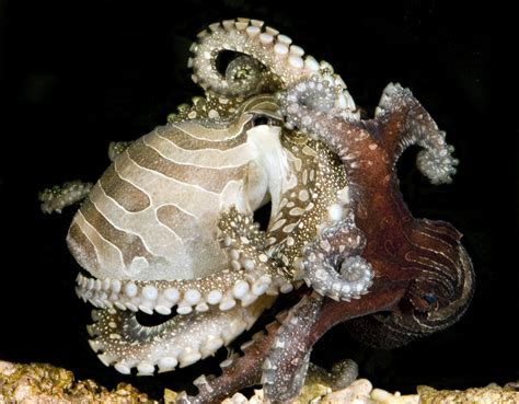 Pacific Striped Octopus Has Weirdly Intimate Sex