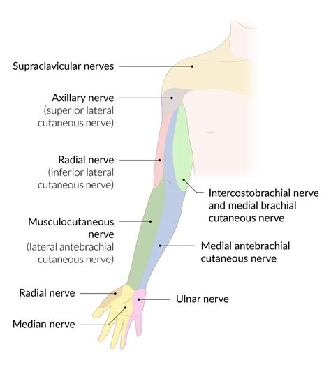 Musculocutaneous Nerve Dermatome