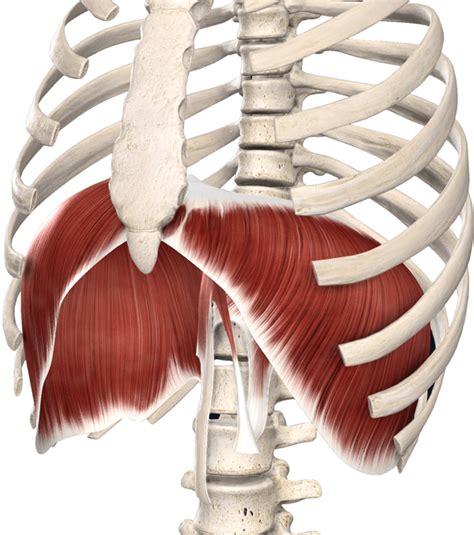 Dorsalgia e dolore in zona scapole: guida completa per ...