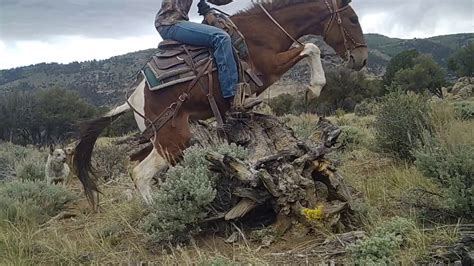 EXTREME MULE RIDING Summer Edition YouTube