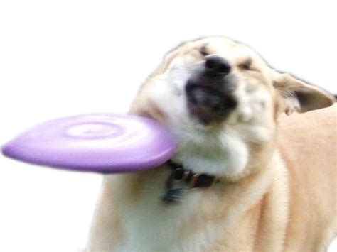 Maybe you would like to learn more about one of these? Frisbee Doge Vector | Frisbee Doge | Know Your Meme