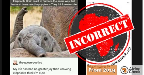 Elephants Dont Think People Are ‘cute Africa Check