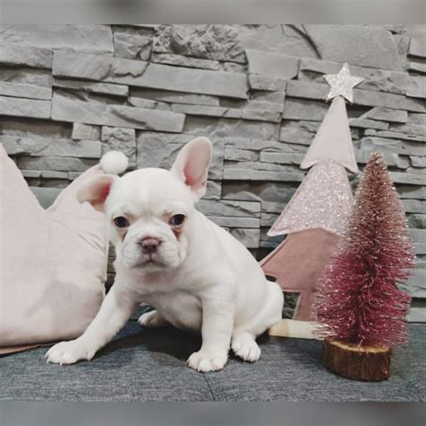 See unbiased reviews of seehaus ingolstadt, rated 2.5 of 5, and one of 217 ingolstadt restaurants on tripadvisor. Französische Bulldogge Welpen - Rassehunde - Hunde ...