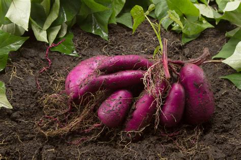 サツマイモ（さつまいも）の育て方・栽培方法【春植え】 野菜の育て方・栽培方法