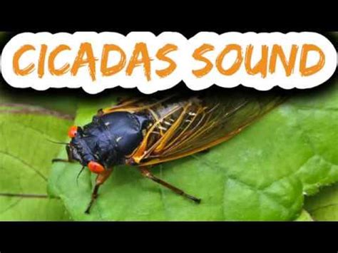 They are in the suborder auchenorrhyncha. Sound of cicadas at night for sleep on black screen - YouTube