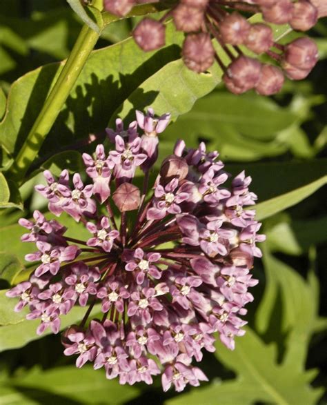 Creeping charlie is native throughout the united states. Milkweed Flower: How To Grow Milkweed Plants