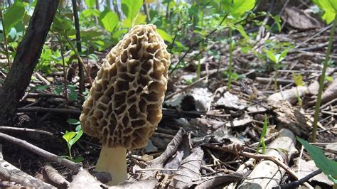 How To Find Morel Mushrooms Early Season In Michigan Youtube