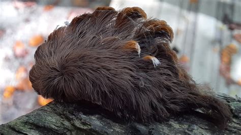 Hairy Caterpillar With Venomous Spines Found In Virginia Prompting