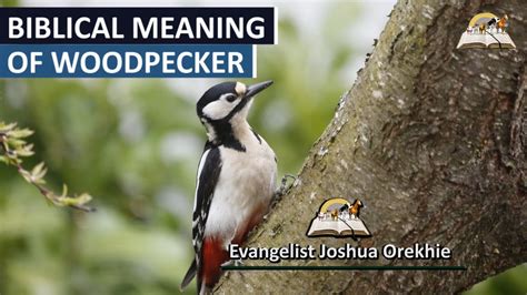 Biblical Meaning Of Woodpecker In Dream Symbolism And The Spiritual