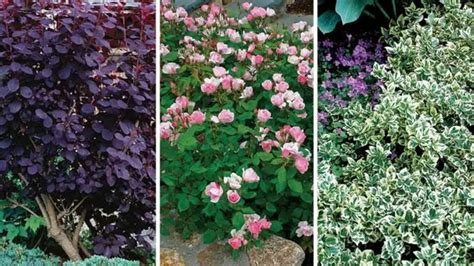 The Best Shrubs For Your Yard Flower Pots Outdoor Shade Garden