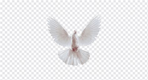 White Dove Domestic Pigeon Columbidae Release Dove Squab Dove Dove
