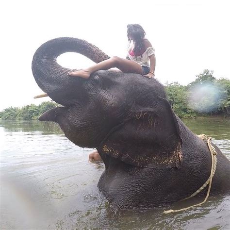 Pin On Elephants And Sexy Women Elefanten Fun Travel