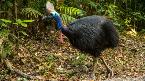 Naturally Carolina The Cassowary Is The Worlds Most