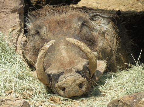 Giants Of The Savanna Donga 1 Warthog Exhibit Zoochat