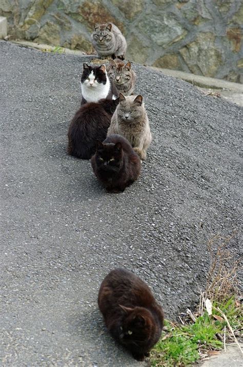 The Cat Island Officially Called Tashirojima Is A Small Island In
