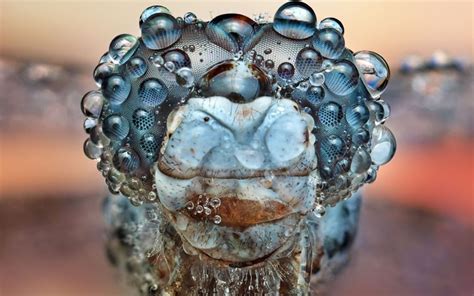 Macro Photos Of Dew Covered Bugs The Orms Photographic Blog