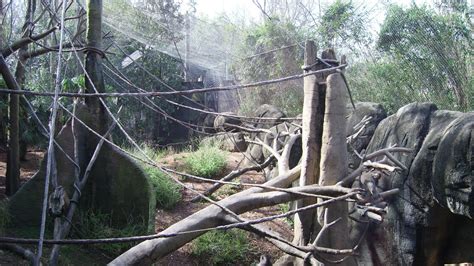 Drill Enclosure African Rain Forest Zoochat