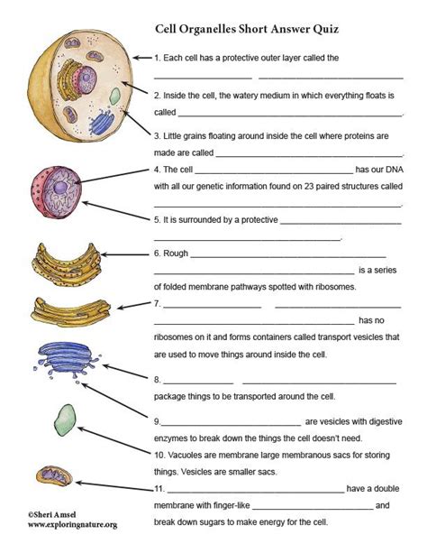 Cell Organelle Short Answer Quiz Reading Assessment Science Cells