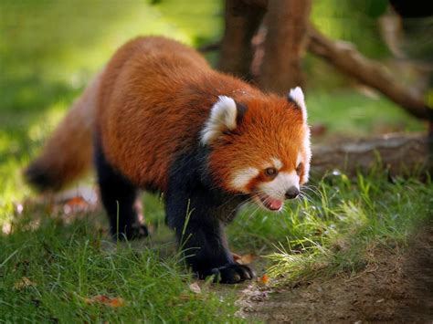 Red Pandas Animals Amazing Facts And Latest Pictures Animals Lover