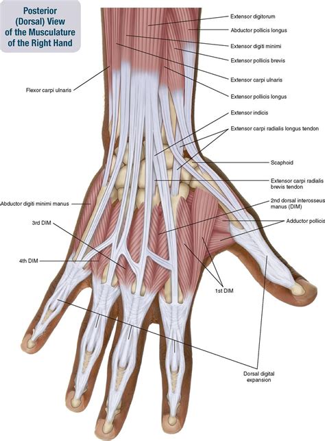 Tendons In Right Hand Muscles Of The Forearm And Hand