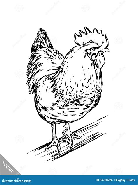 Chicken Illustration Drawing Engraving Ink Line Art Vector