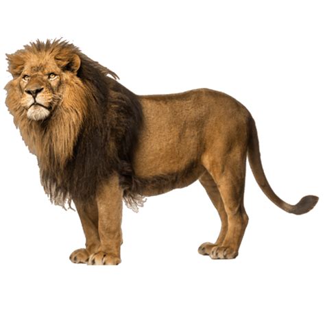 Lion Png Image For Free Download