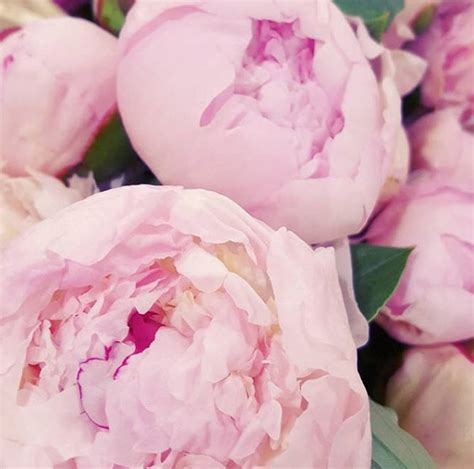 Blushy Light Pink Peonies Diy Wedding Flowers Flower Moxie