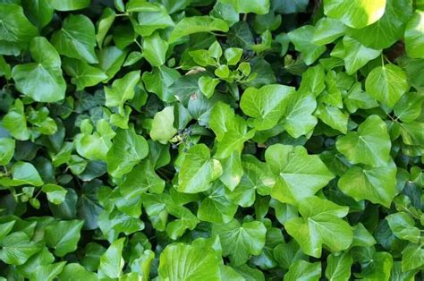 15 Different Types Of Ivy Plus Essential Facts Nayturr