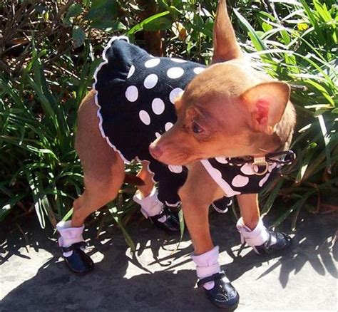 Funny Dogs Dressed Up 19 Dump A Day