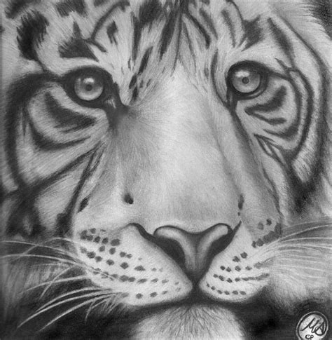 Tigre Dibujado A Lapiz Imagui