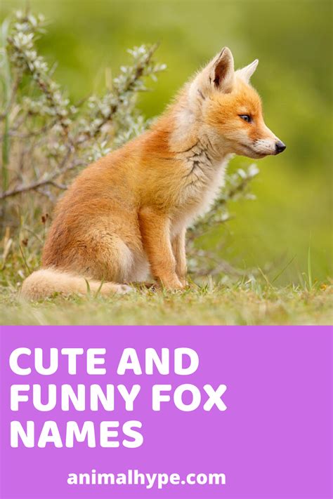 400 Cute And Funny Fox Names Funny Fox Girl Pet Names Funny Animal